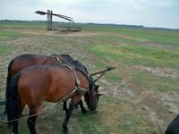 In der Puszta