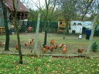 Aggtelek, beim Bauern