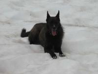 Rika im Schneefeld