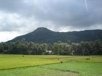 110 Reisfelder Vietnam