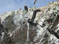 Nächster Pelikan im Anflug