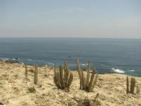 Kakteen auf dem Weg nach Arequipa