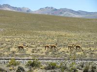 Vicunas