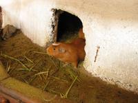 Meerschweinchen - bevor es auf dem Teller landet