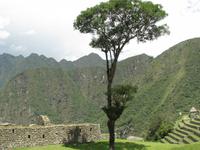 Einsamer Baum in Machu Picchu