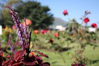 089 Blumenpracht in Santa Maria del Tule