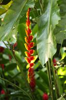 123 Blumenpracht in Palenque