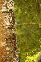 127 wunderschöne, aber gefährliche Bäume