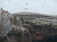 Ausflug Ballestas Inseln