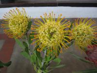 Protea