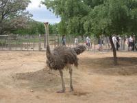 Safari Straußenfarm