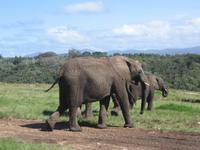 Knysna Elephant Park