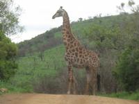 Hluhluwe/Umfolozi NP