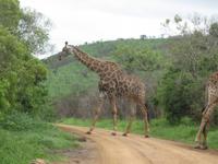 Hluhluwe/Umfolozi NP