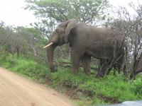 Hluhluwe/Umfolozi NP