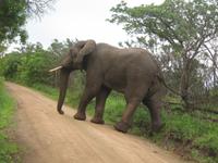 Hluhluwe/Umfolozi NP