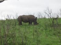 Hluhluwe/Umfolozi NP
