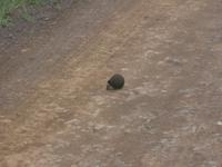 Hluhluwe/Umfolozi NP - Pillendreher