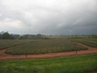 Sawziland - Ananas Plantage