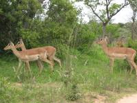 Kruger Park - Impala's