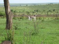 Kruger Park