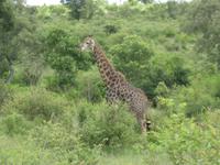 Kruger Park