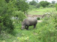 Kruger Park