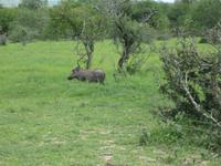 Kruger Park - Warzenschwein