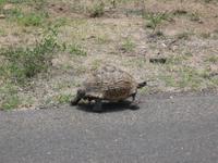 Kruger Park - Leoparden Schildkröte