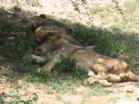 Kruger Park