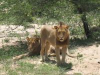 Kruger Park