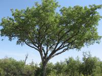 Kruger Park - Marula Park