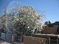 Pretoria - weißer Jacaranda-Baum