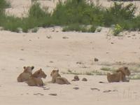 Kruger Park - Foto von Cornelia Fürll