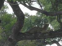 Kruger Park - Leopard - Foto von Cornelia Fürll