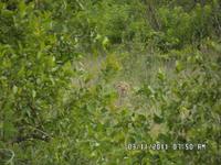 Kruger Park - Leopard - Foto von Cornelia Fürll
