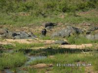 Kruger Park - Büffel - Foto von Cornelia Fürll