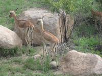 Kruger Park