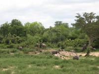 Kruger Park