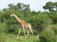 Kruger Park