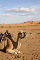 Dromedar in der Sahara