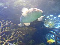 einen Kugelfisch zum Abendessen gefällig?