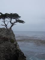 Die einsame Zypresse