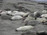 Die Seeelefanten beim 