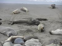 Die Seeelefanten beim 