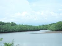 Mangroven in Costa Rica