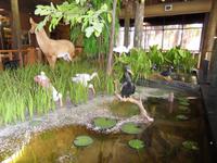 Der Everglades-Lebensraum im Museum