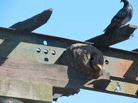 Hornero - Nationalvogel Argentiniens - an seinem Nest