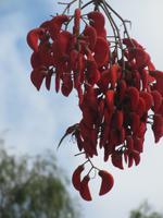 Ceibo - Nationalbaum Argentiniens