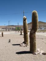 Blühende Kakteen in der Region Jujuy - San Antonio de los Cobres